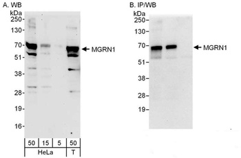 Rabbit MGRN1 Antibody