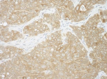 Rabbit anti-AUP1 Antibody
