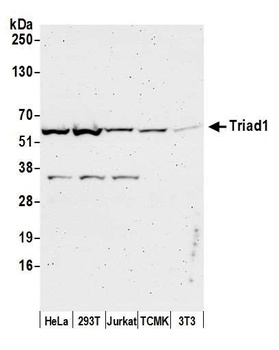 Rabbit anti-Triad1 Antibody