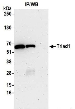 Triad1 Antibody