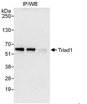 Rabbit anti-Triad1 Antibody
