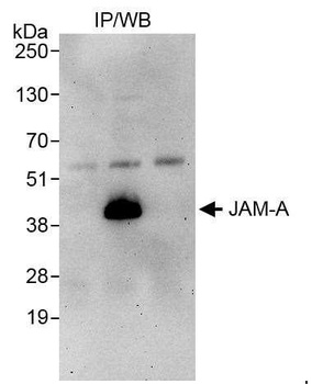 JAM-A Antibody
