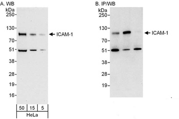 Rabbit anti-ICAM-1 Antibody