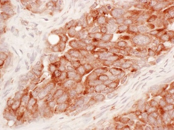Rabbit anti-Reticulon-3 Antibody