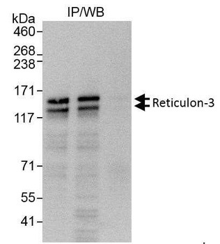 Rabbit anti-Reticulon-3 Antibody