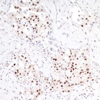 Rabbit anti-TRAF4 Antibody