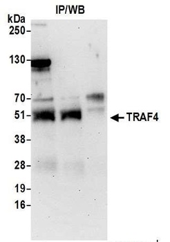 Rabbit anti-TRAF4 Antibody