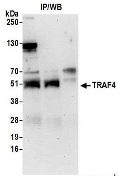 TRAF4 Antibody