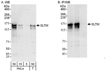 Rabbit anti-SLTM Antibody