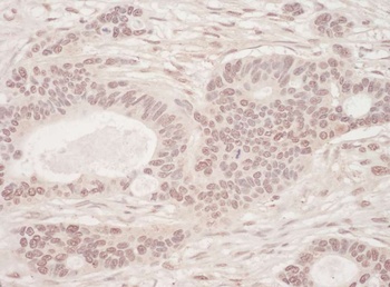 Rabbit anti-SLTM Antibody