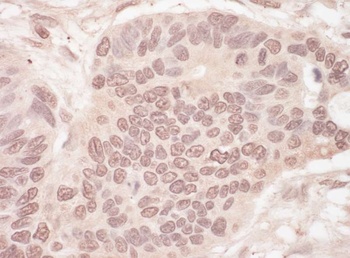 Rabbit anti-SLTM Antibody