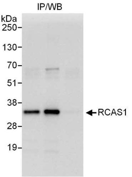 Rabbit RCAS1 Antibody