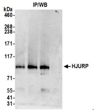 Rabbit anti-HJURP Antibody