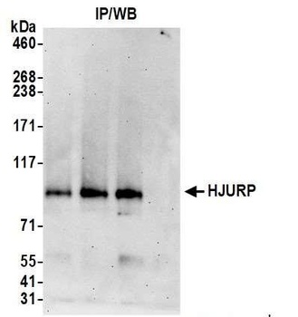 HJURP Antibody