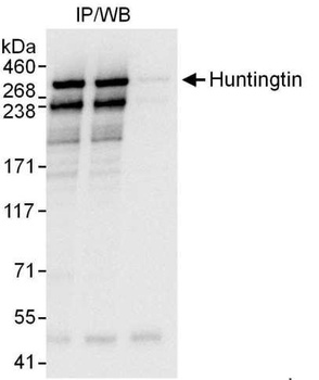 Rabbit anti-Huntingtin Antibody