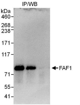 FAF1 Antibody