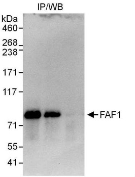 Rabbit anti-FAF1 Antibody