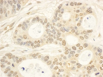 Rabbit anti-CIAPIN1 Antibody