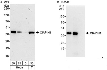 Rabbit anti-CIAPIN1 Antibody