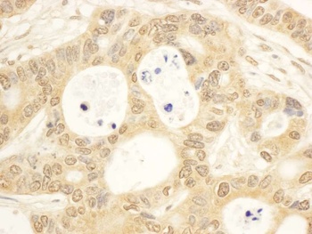 Rabbit anti-CIAPIN1 Antibody