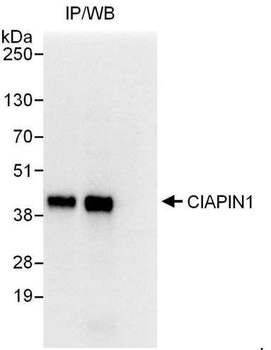 Rabbit anti-CIAPIN1 Antibody