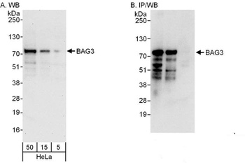 Rabbit BAG3 Antibody