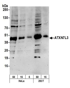 ATXN7L3 Antibody