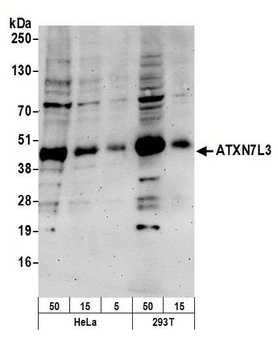Rabbit anti-ATXN7L3 Antibody