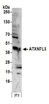 Rabbit anti-ATXN7L3 Antibody