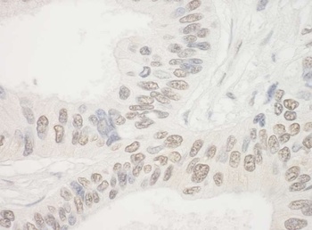 Rabbit anti-NOL10 Antibody