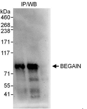 Rabbit BEGAIN Antibody