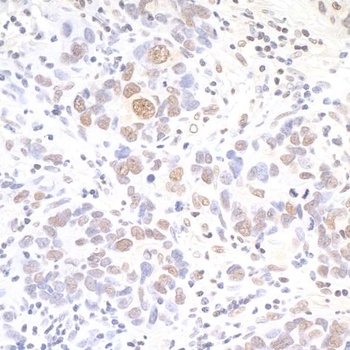 Rabbit anti-API5 Antibody