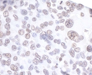 Rabbit anti-API5 Antibody