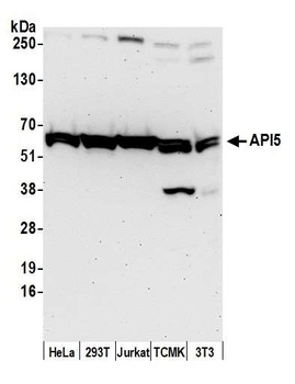 Rabbit anti-API5 Antibody