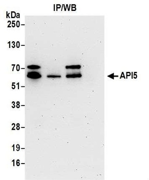 API5 Antibody