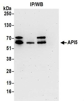 Rabbit anti-API5 Antibody