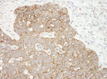 Rabbit anti-AIF Antibody