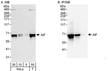 Rabbit anti-AIF Antibody