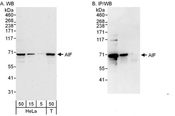 Rabbit anti-AIF Antibody