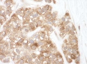 Rabbit anti-AIF Antibody