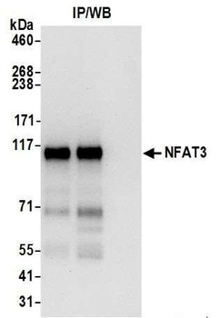 NFAT3 Antibody