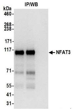 Rabbit NFAT3 Antibody