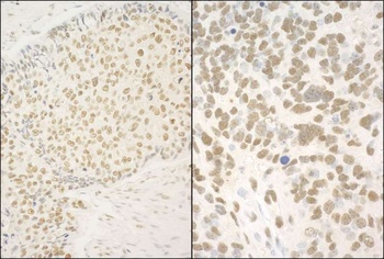 Rabbit anti-GMEB1 Antibody