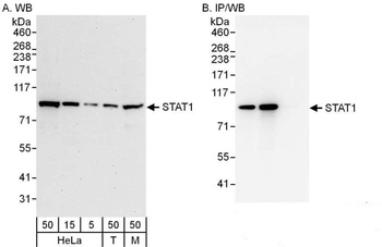 Rabbit anti-STAT1 Antibody