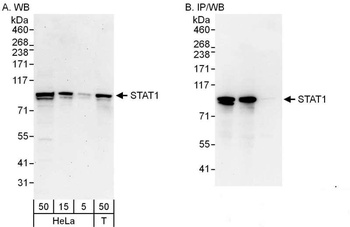 Rabbit anti-STAT1 Antibody