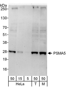 Rabbit PSMA5 Antibody