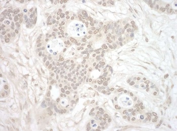 Rabbit anti-ORC3 Antibody