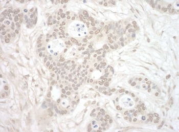 ORC3 Antibody