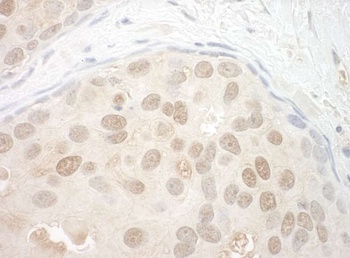 Rabbit anti-ORC2 Antibody
