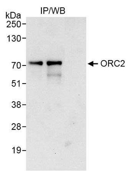 Rabbit anti-ORC2 Antibody